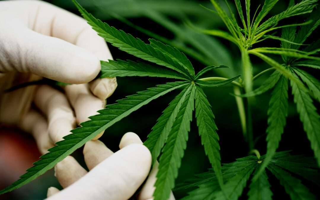 Pesquisa e uso da Canabis avançam no Brasil